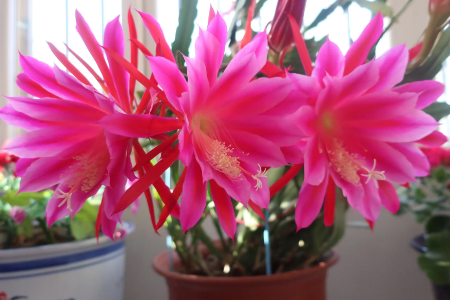 冬天扦插令箭荷花能活吗