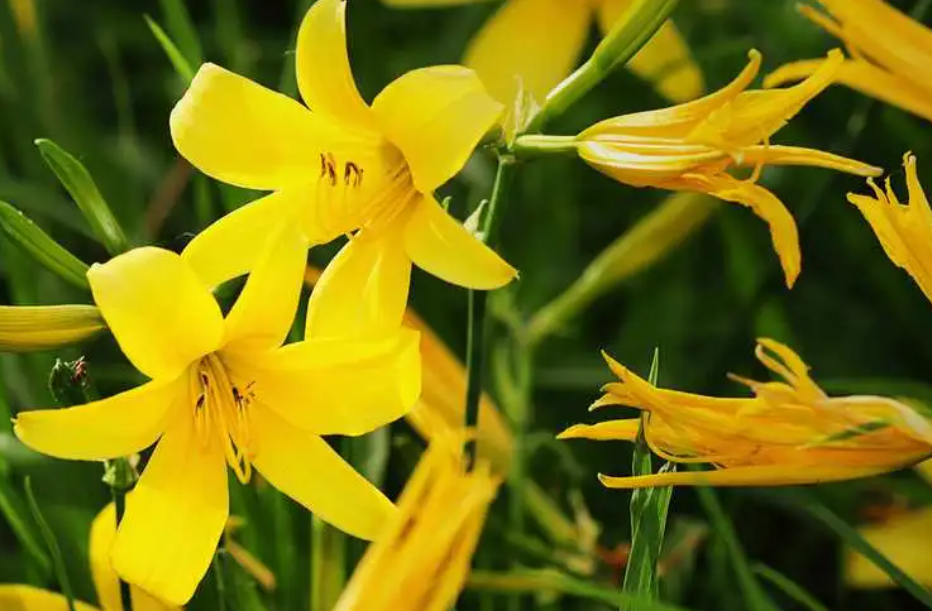 黄花菜是多年生植物吗