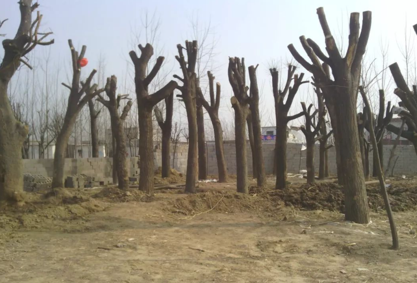 树木抹头有具体规定吗