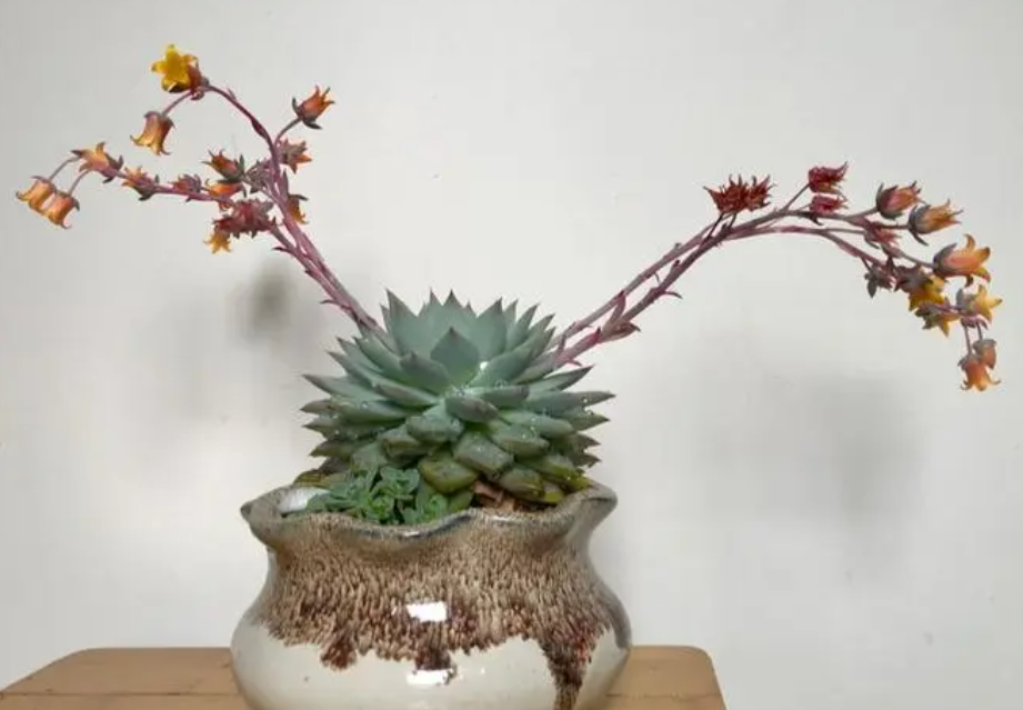 多肉花剑冬天可以剪吗