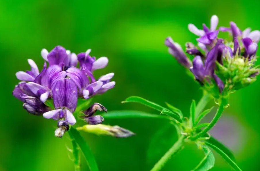 紫花苜蓿的生长周期