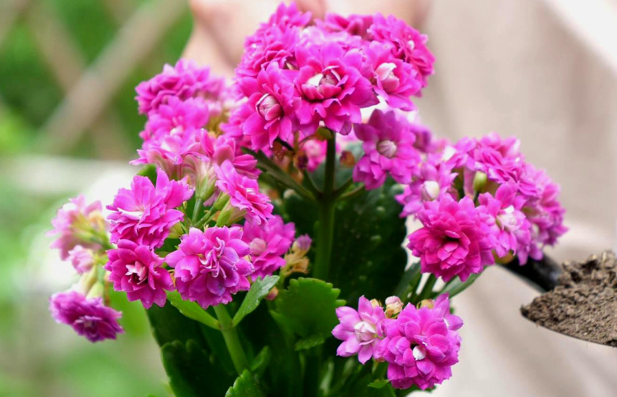 长寿花需要浇水吗