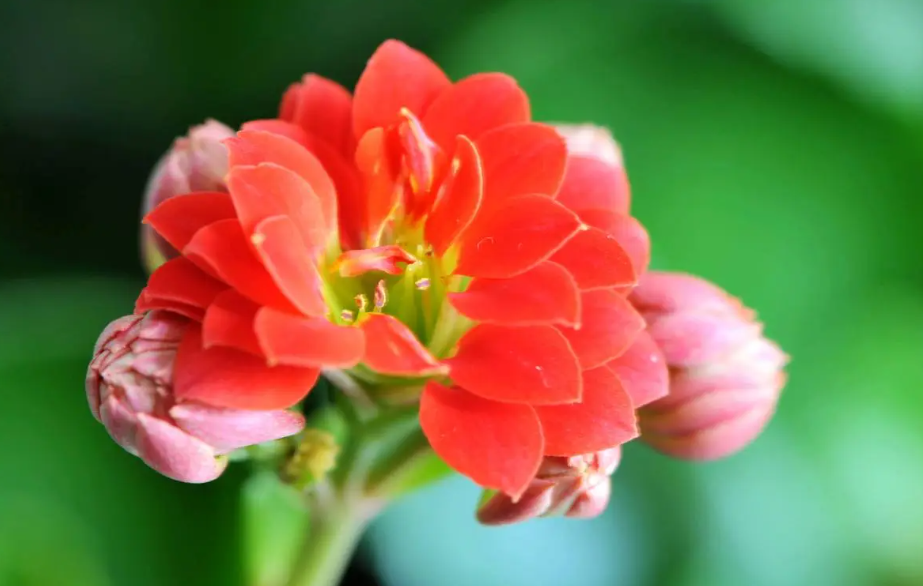 长寿花开花时怎样浇水