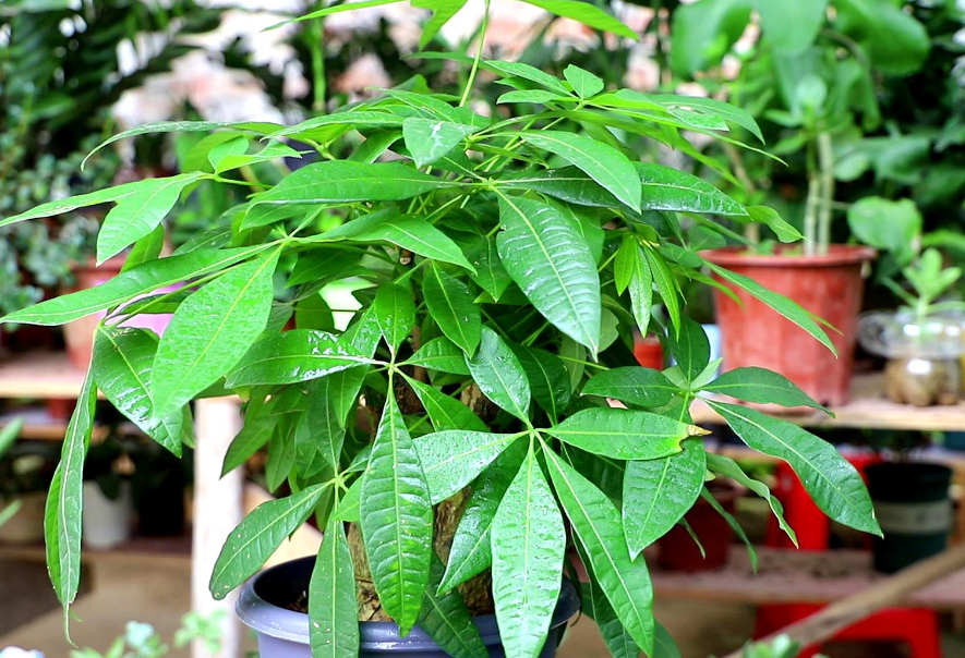 发财树的管理方法