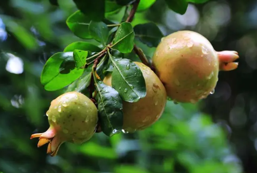 石榴树怎么人工授粉