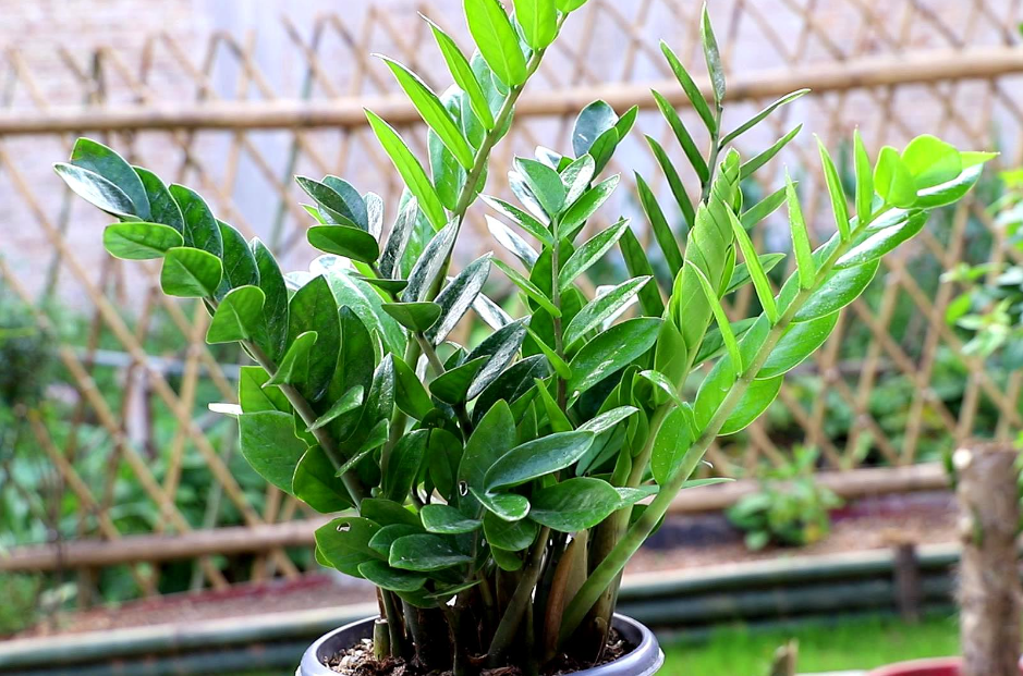 金钱树怎么养殖方法和注意事项