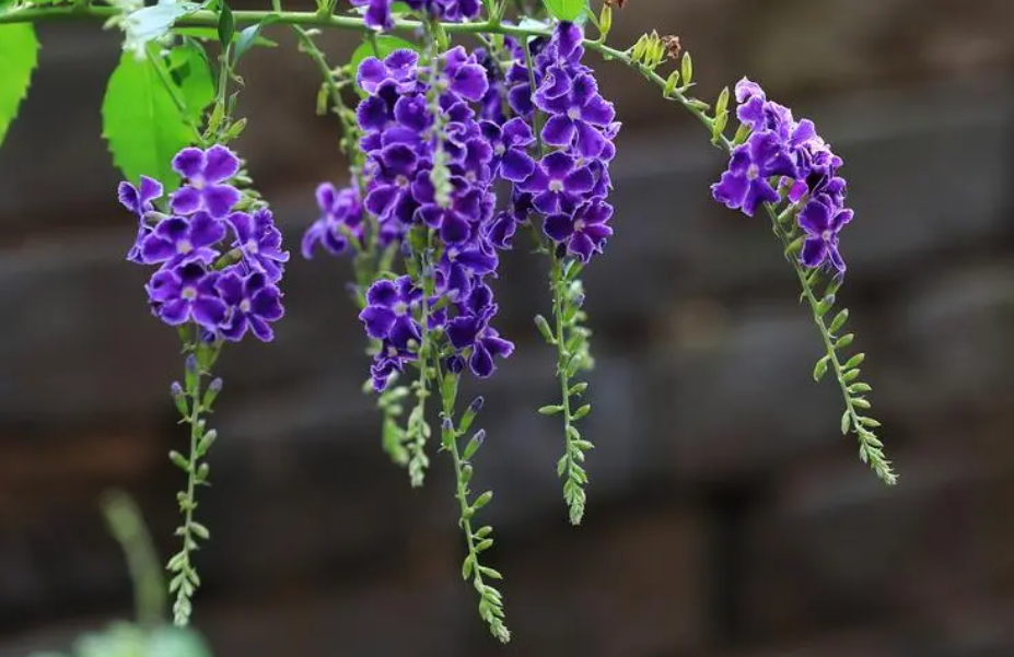 蕾丝金露花致癌为什么还要卖