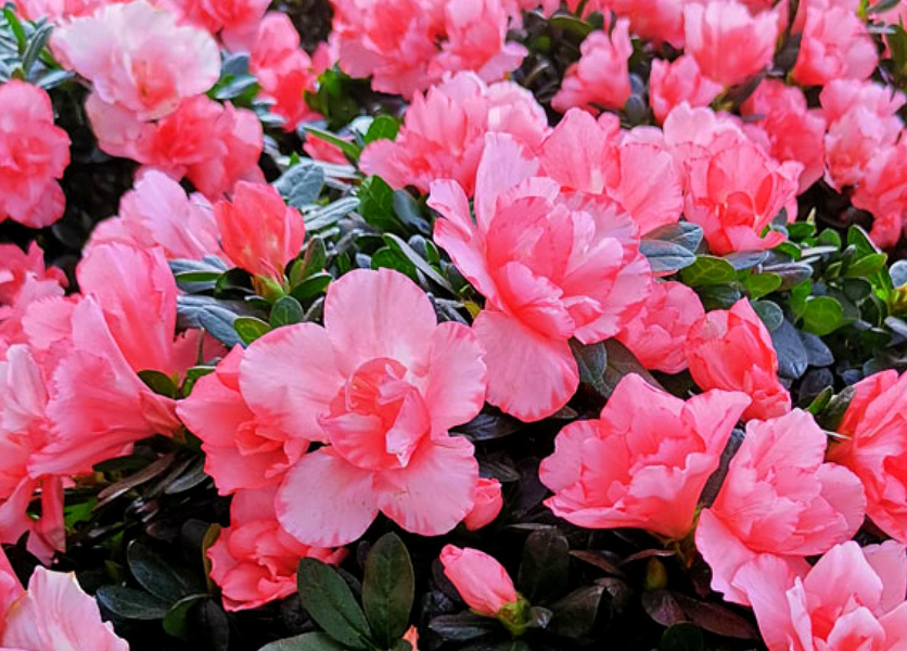 杜鹃花换盆后多久缓过来苗了