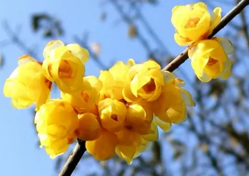 腊梅花什么时候修剪最好