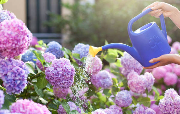 一个月不浇花的方法