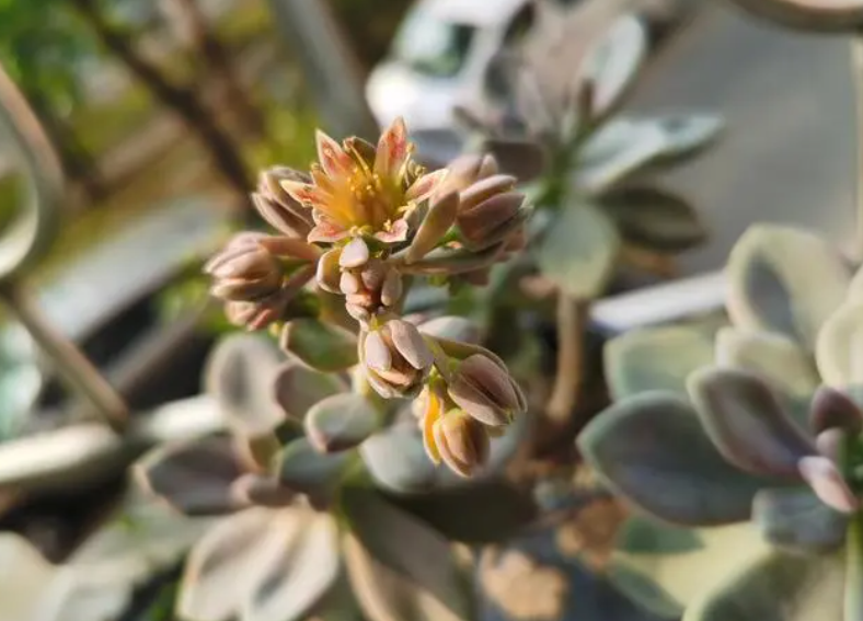 冬美人开花怎么办