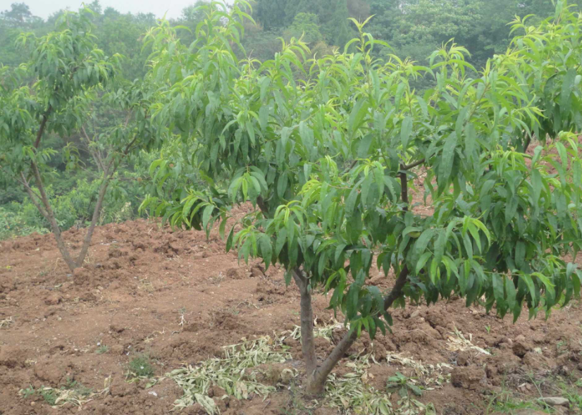 桃树苗怎么栽成活率高