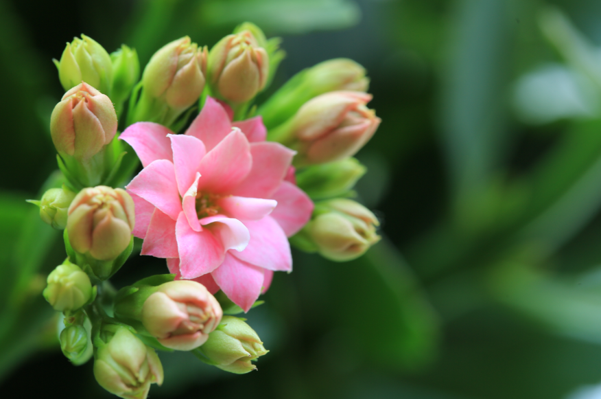 扦插长寿花用什么土