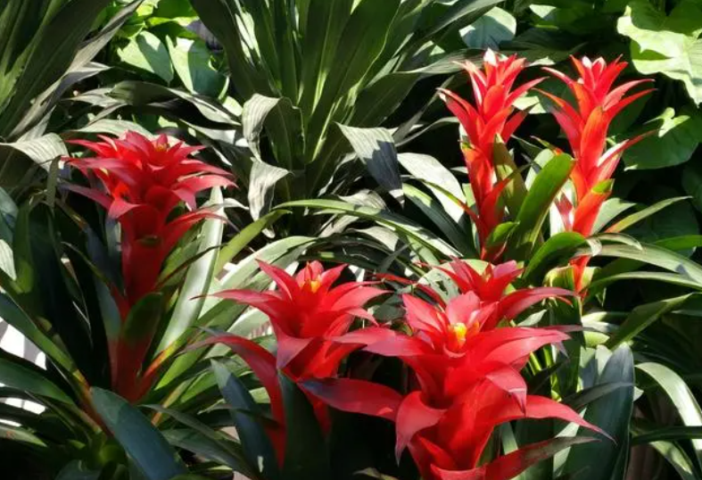 鸿运当头的花头枯萎剪掉还是掰掉