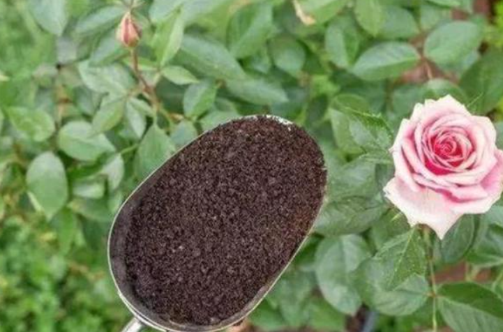 养花用什么肥料最简单