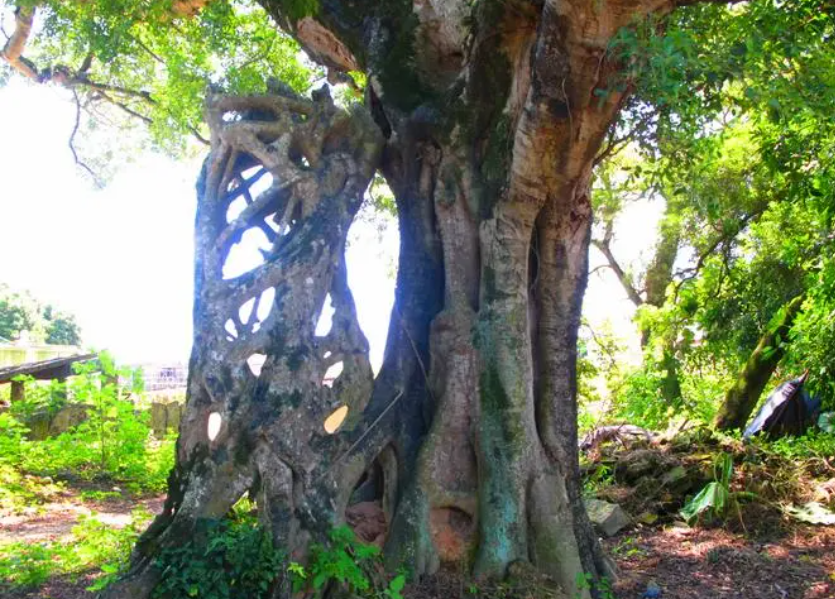 榕树剪枝流液的处理