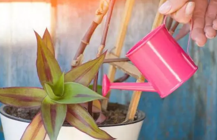 蛋白浇花多久浇一次