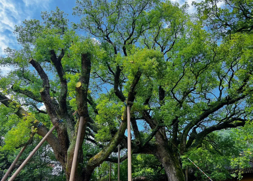 樟树为什么不能做盆景