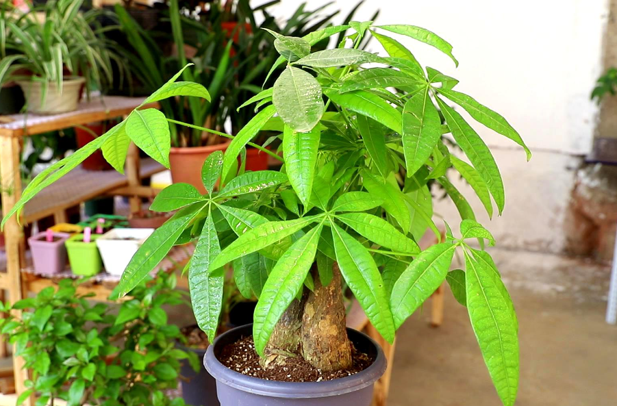 发财树换盆的最好时间是什么时候