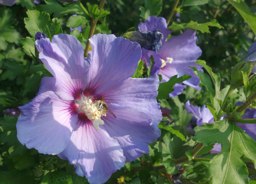 木槿花换盆最佳时间