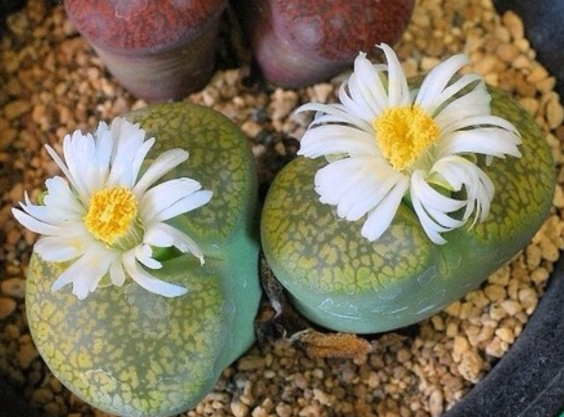 生石花配土颗粒比例