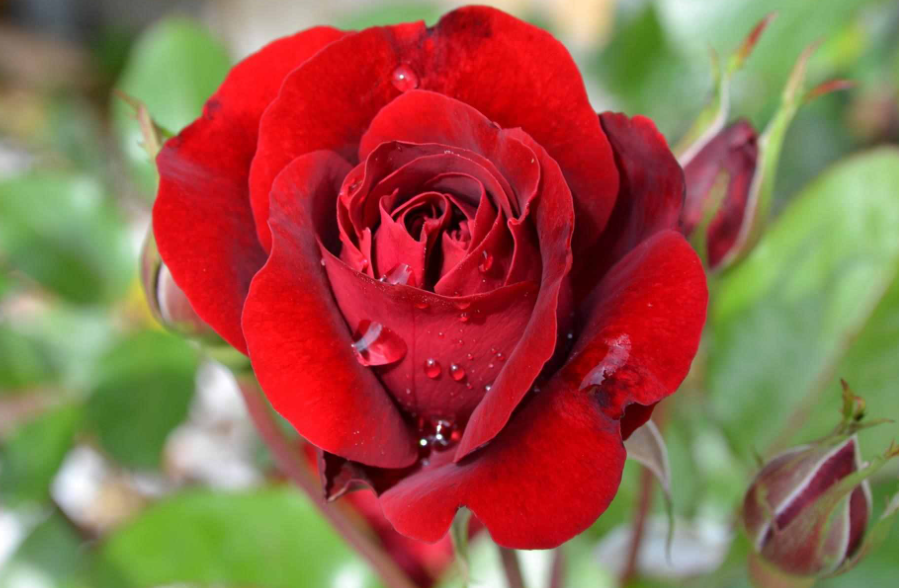 玫瑰花不适合盆栽吗