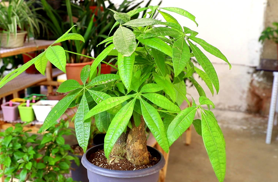 发财树浇水过多怎么办