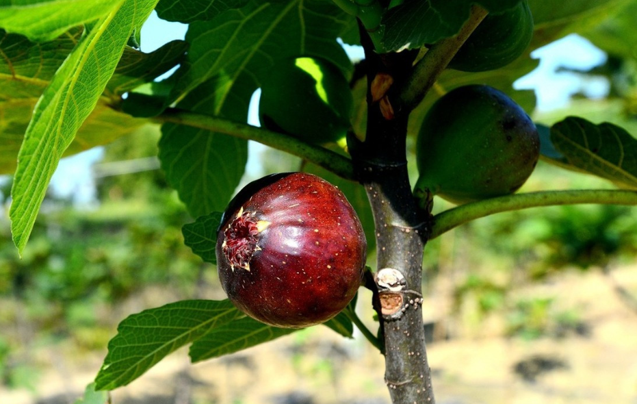 无花果树的风水作用