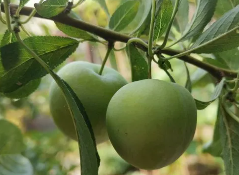 李子树拉枝的最佳角度是多少