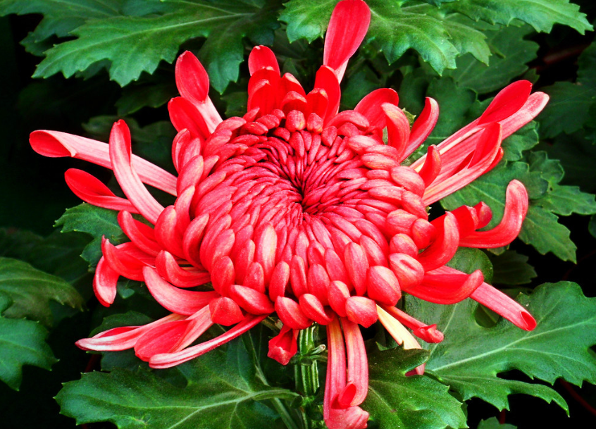 菊花上盆多久可以浇水