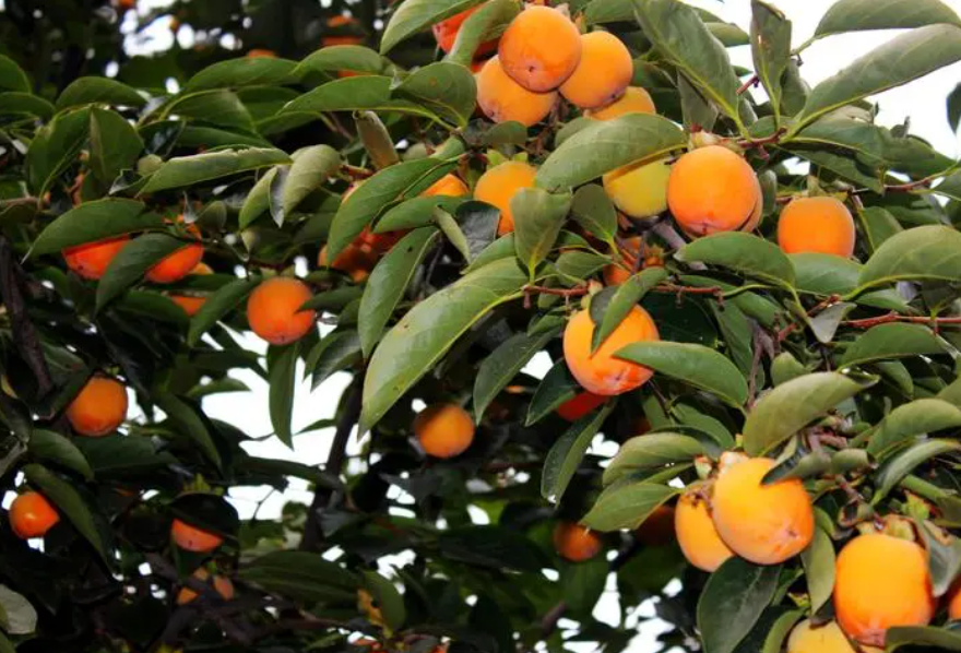 柿子树的剪枝方法