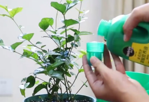 浇花营养液怎么使用