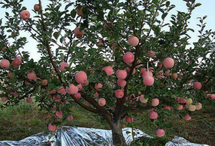 苹果树苗怎样剪枝