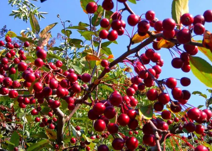 海棠树果实几月成熟