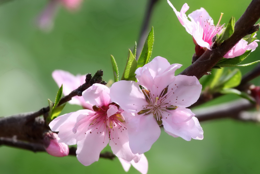 桃树哪个方向辟邪