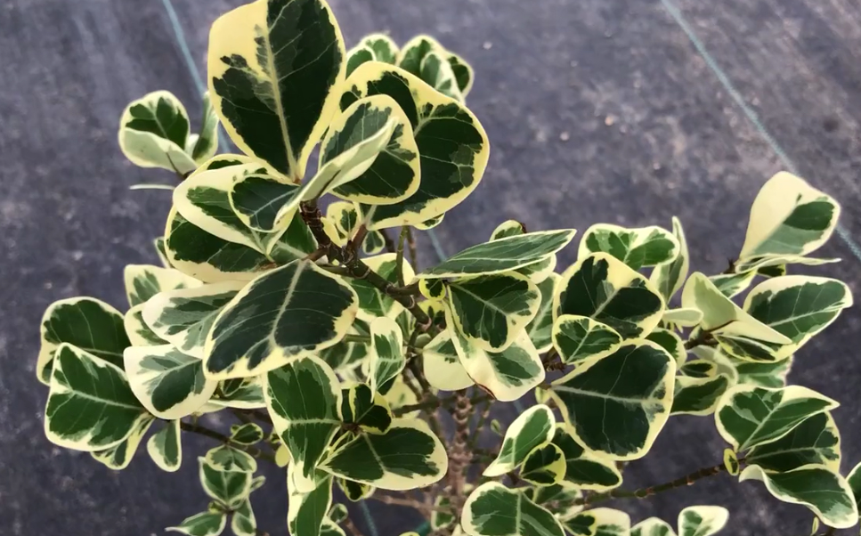 金边榕树怎么养殖