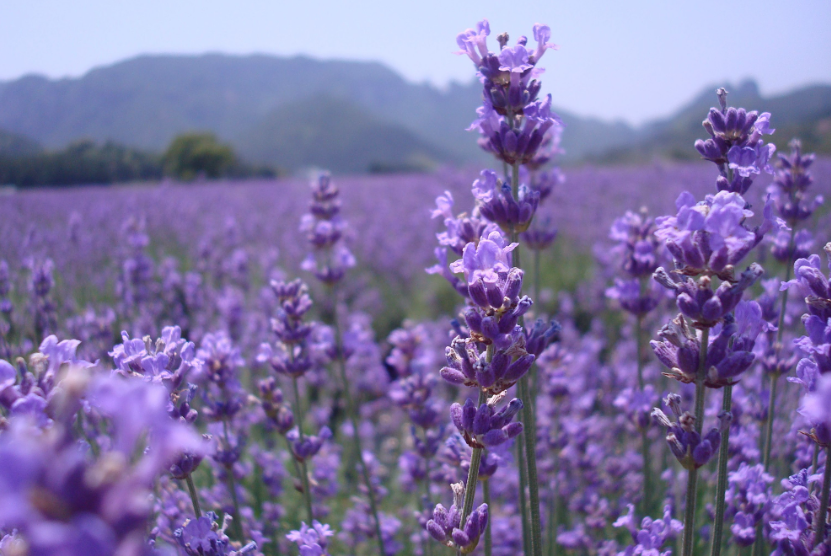 最适合放卧室的十种花