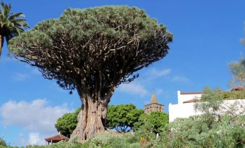 龙树怎么修剪和养护