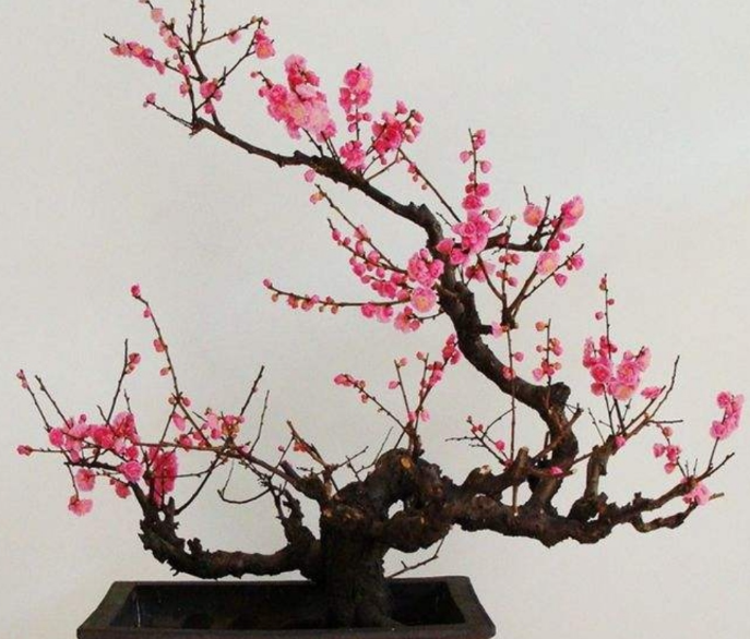 梅花盆景如何养护管理