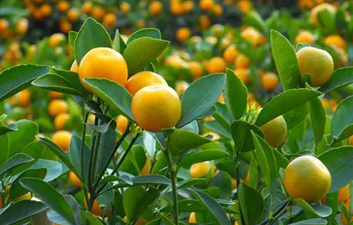 金桔树的摆放禁忌几个