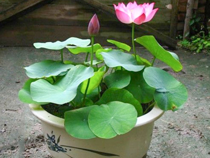 四季莲花水养怎么养