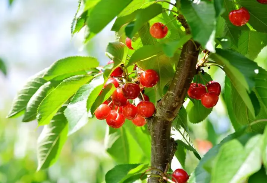 一年生的樱桃树喂多少肥