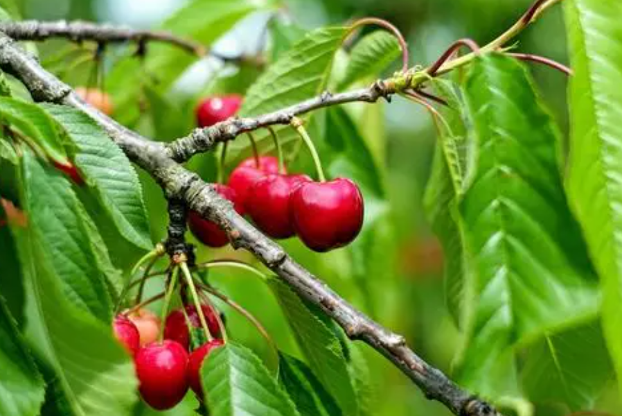 樱桃树要多大的花盆