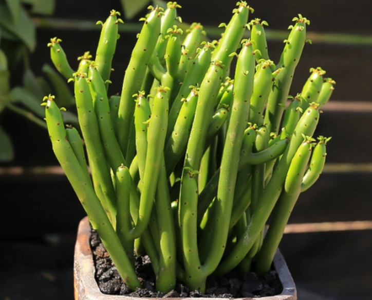 光棍树可以养在家里吗