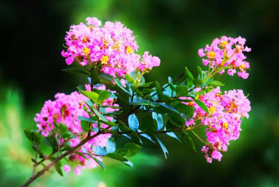 紫薇花是哪个市的市花