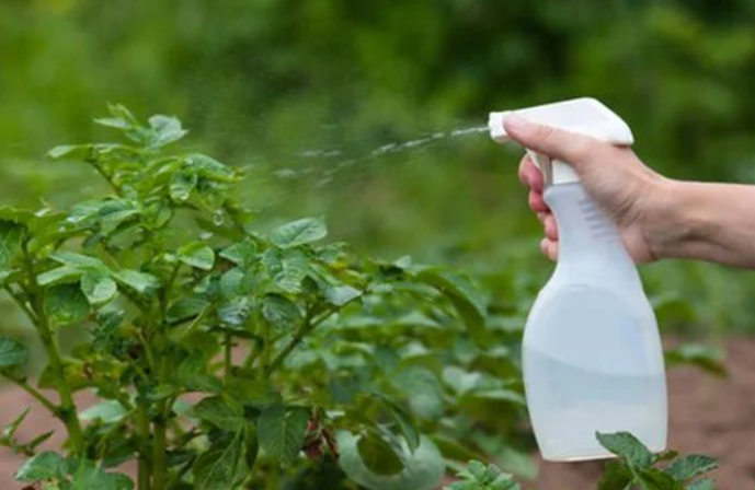 75%的酒精直接可以喷花杀虫