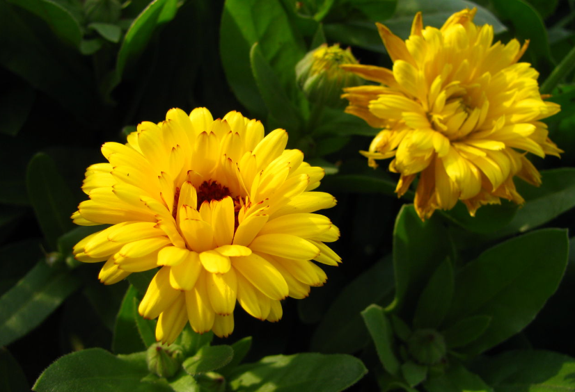 立秋后播种什么花种子