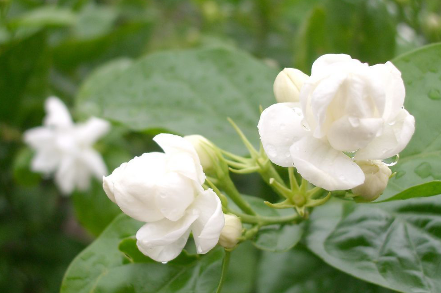 茉莉花最喜欢什么土壤