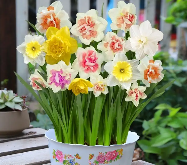 水培水仙花需要施肥吗