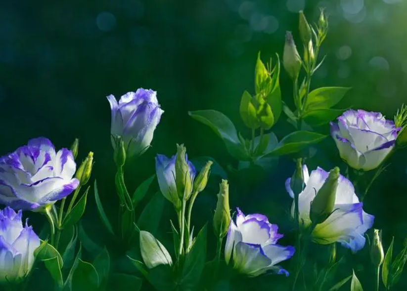 简单好养的多年生花